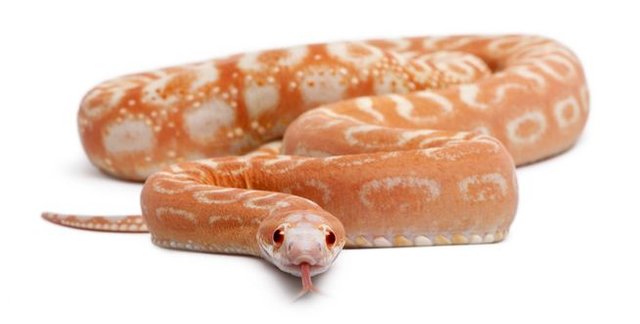 https://steemitimages.com/640x0/https://cdn.steemitimages.com/DQmRMBAjDhkkjr3mJo4nNVGpVkXvuHwGSwxC5YZR3yvC7FY/Scaleless-Corn-Snake-White-Background.jpg.653x0_q80_crop-smart.jpg