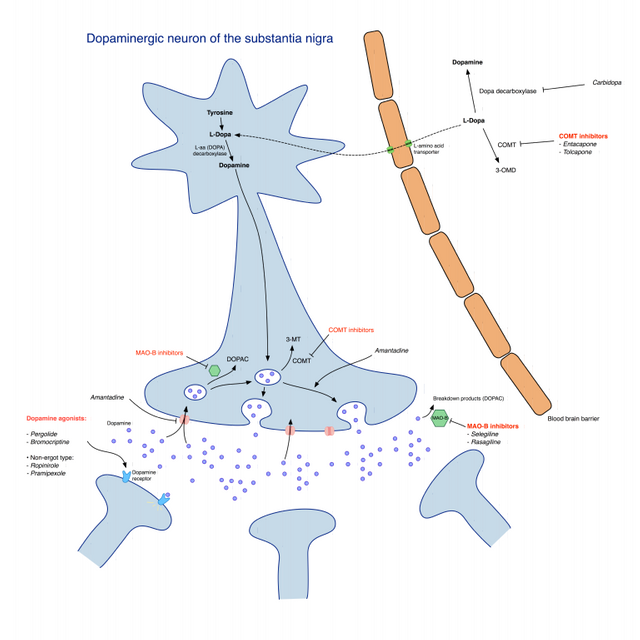 Pharmacological_treatment_of_Parkinson's_disease.png