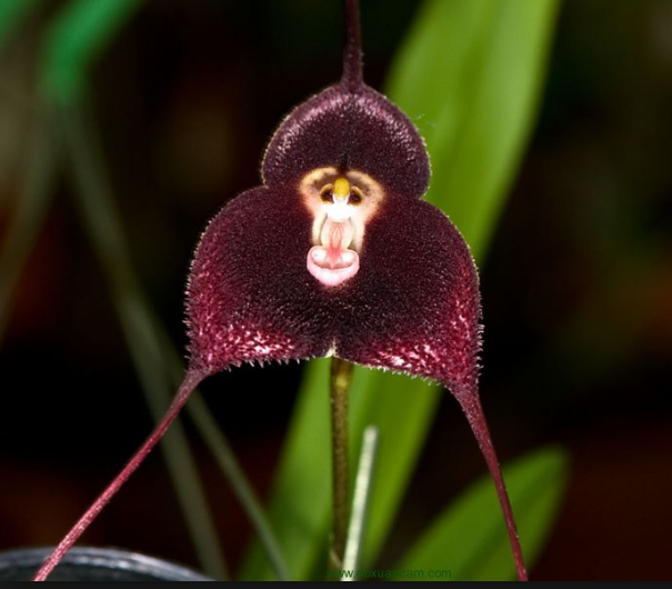 orqui.png
