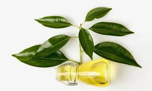 Camphor Oil.webp