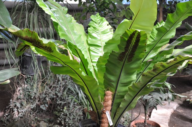 Asplenium_nidus_Bird's_Nest_Fern_ასპლენიუმი.JPG