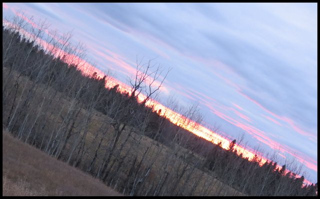 diagonal view of the sunset pink in the skies and spruce and popular trees in the foreground.JPG