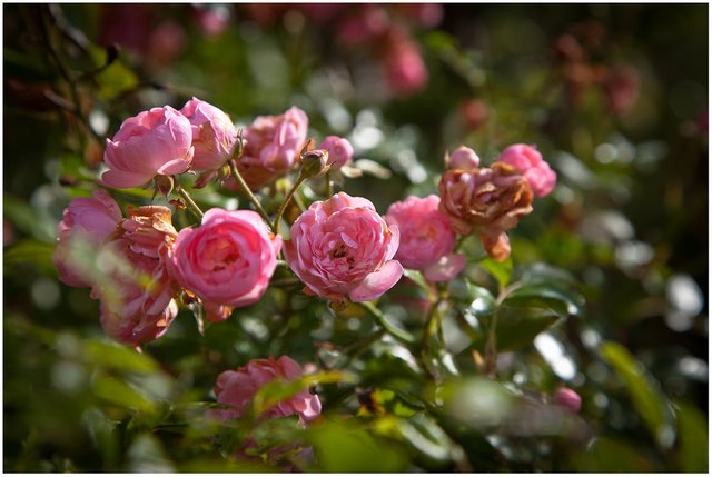 15472257435-roses (FILEminimizer).jpg