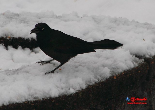 Common Grackle IMG_0111.JPG