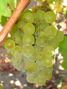 220px-Sauvignon_blanc_grapes.jpg