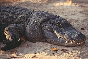 alligator-3-951.jpg