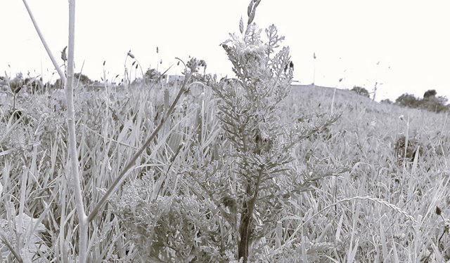 Flower Photography B&W Various Weeds Wide SideHill Green May 28 2017.jpg