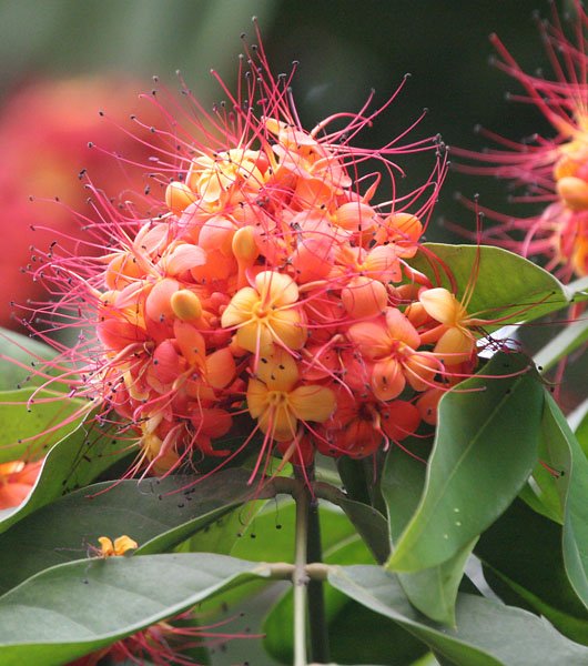 Sita-Ashok_(Saraca_asoca)_flowers_in_Kolkata_W_IMG_4146.jpg