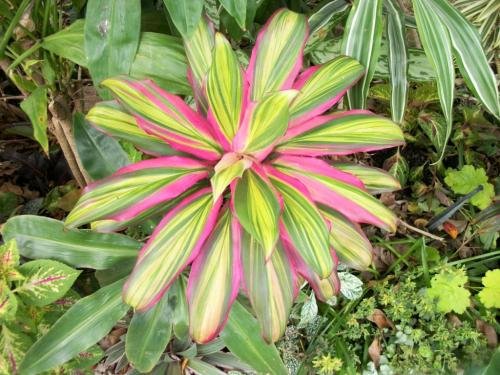 good-tropical-foliage-plants.jpg