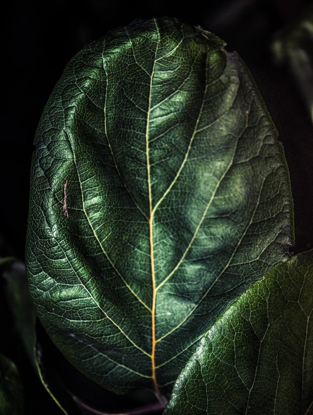 leaf design.jpg