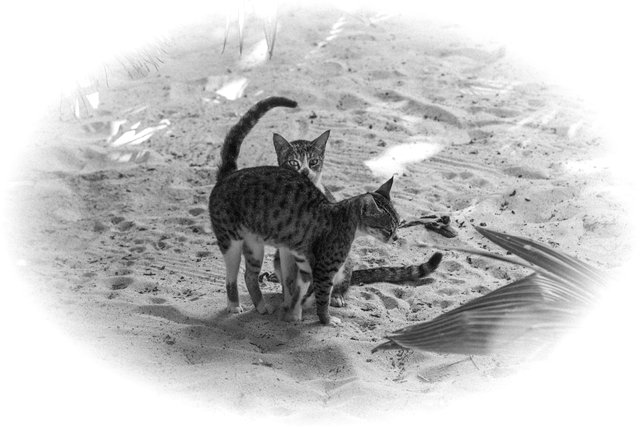 seychelles chats.jpg