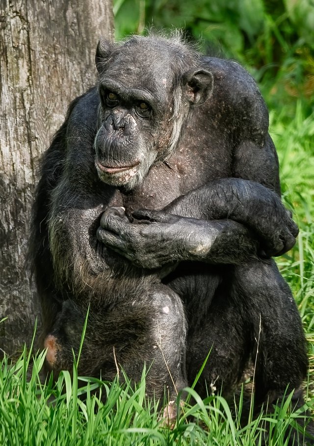 chimpanzee-8300177_1280.png