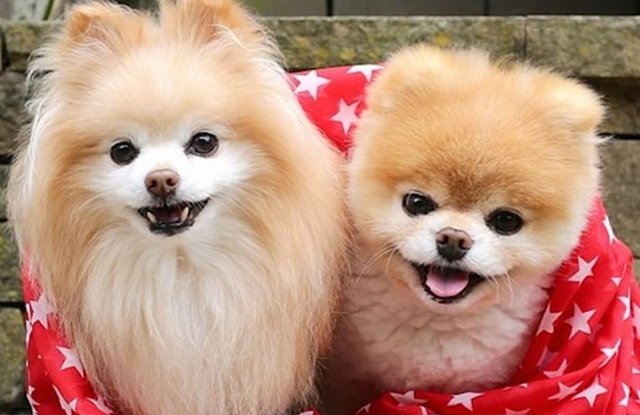 World's cutest dog' Boo the Pomeranian dies aged 12