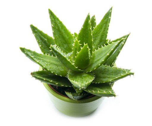 aloes.jpg