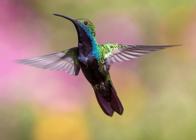 hummingbird-1854225_1280.jpg