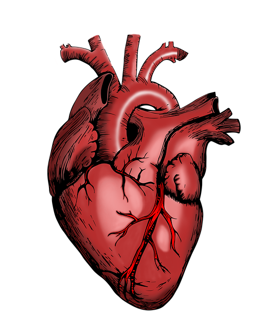 heart-5079717_640.png