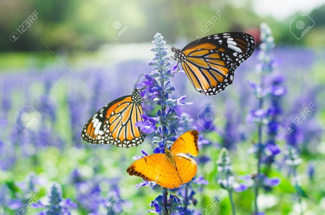 74097537-tree-butterfly-on-lavender-flower-in-lavender-fields.jpg