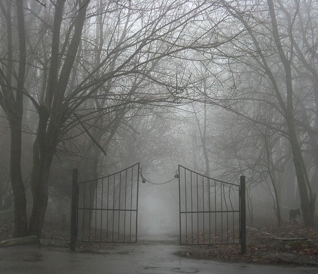 11df2424adb58cfdaacbc952c0569e92--creepy-fog-creepy-woods.jpg