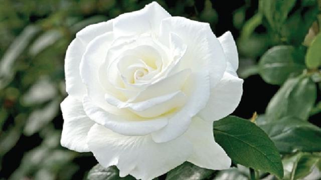 White rose.jpg