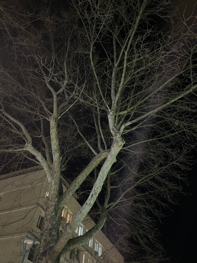IMG_5131.jpeg