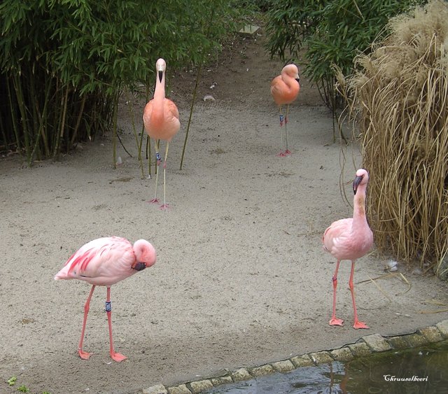 Flamingos_07.jpg