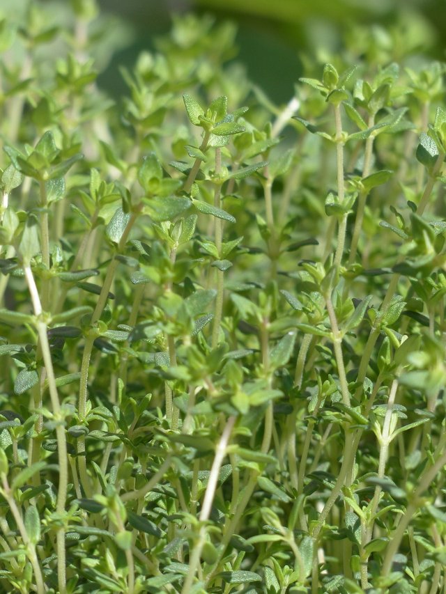 thyme.jpg