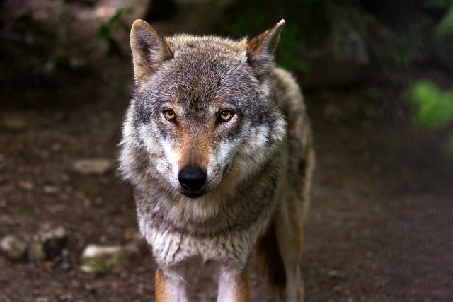 wolf-635063_1920.jpg