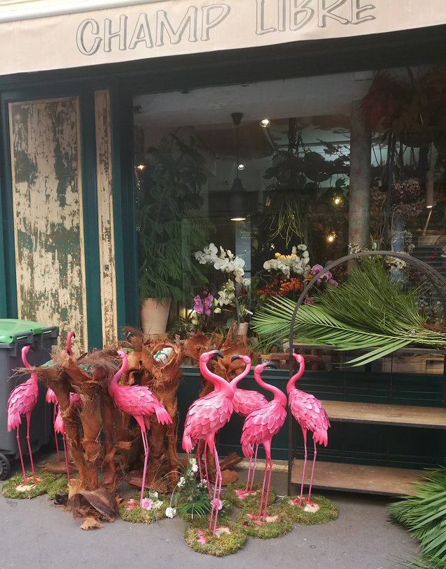 flamingos in paris.jpg