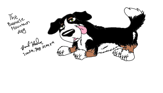 Berenese Mountain dog drawing.png