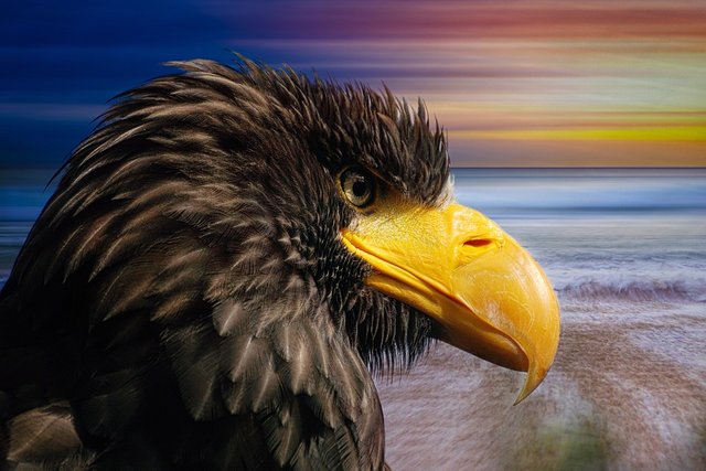 white-tailed-eagle-2865574_960_720.jpg