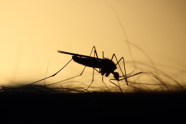 mosquito-3860900_1920.jpg