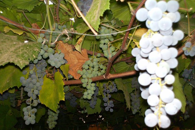 uvas2.JPG