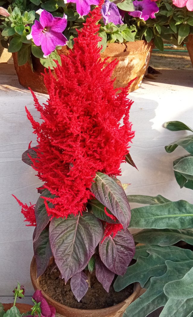 IMG_20250813_051132.jpg