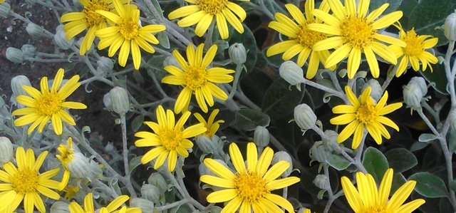 Flower Photography Common Ragwort 14 Open Rags May 28 2017.jpg