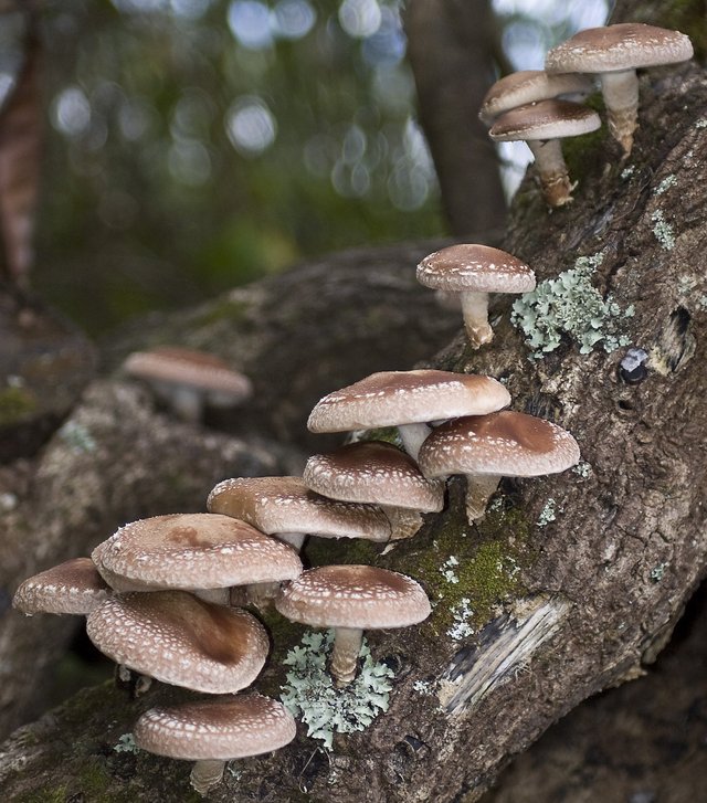 shiitake_mushrooms_sprout_from_an_inoculated_log_p_6589429354.jpg