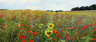 330px-Bloemenpanorama_Maurice_van_Bruggen.jpg