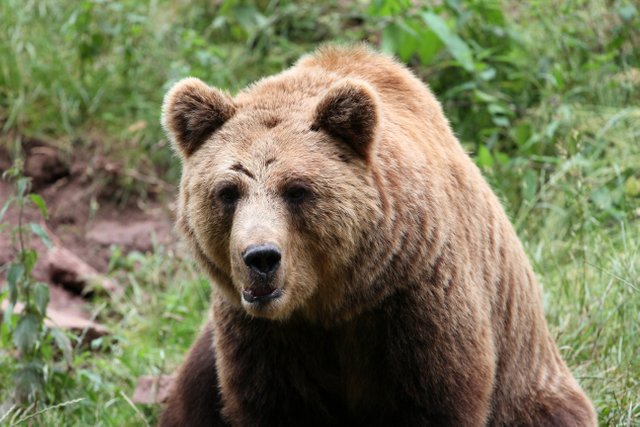 bear-2493889.jpg