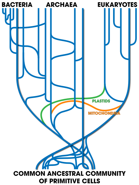 451px-Tree_Of_Life_(with_horizontal_gene_transfer).svg.png