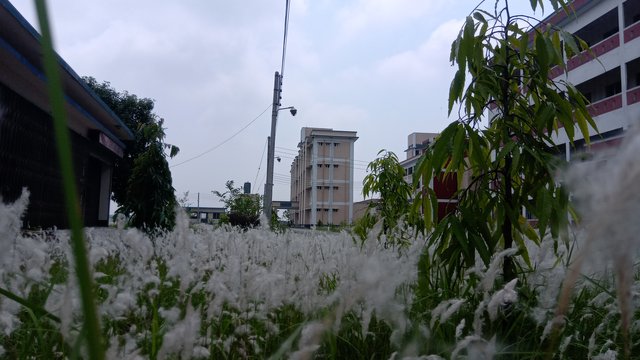 IMG_20200509_105349_3.jpg