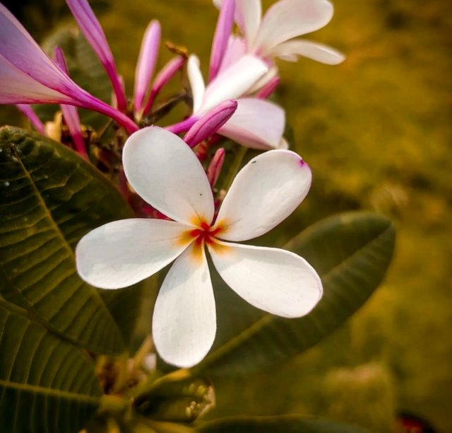 Bunga Frangipani yang indah - foto - indo (3).jpg