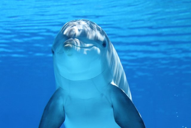 dolphin-203875_960_720.jpg