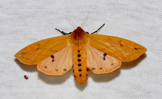 1200px-Pyrrharctia_isabella_–_Isabella_Tiger_Moth_(14842796231).jpg