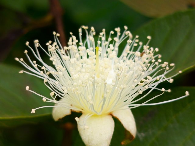 peyarafull (4).jpg