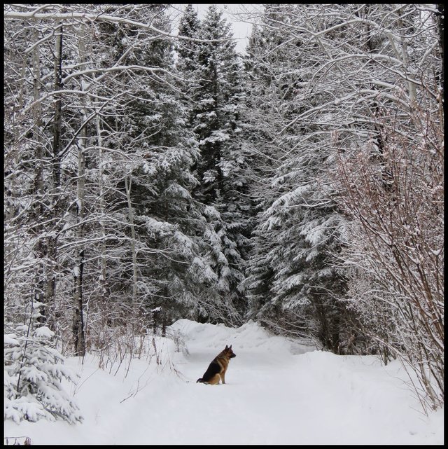 Bruno sitting on lane surrounded by large snowy spruce and lilac bushes.JPG