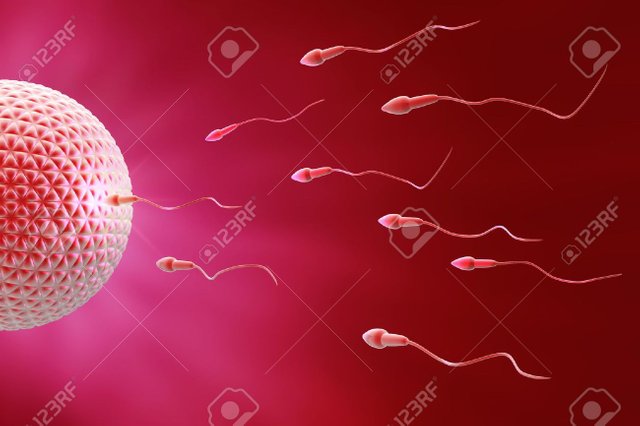 13621137-espermatozoide-y-el-óvulo-fecundación.jpg