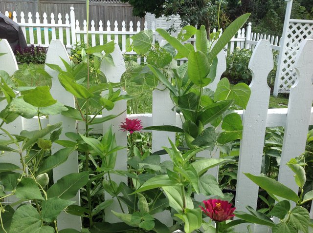 milkweed bed.JPG