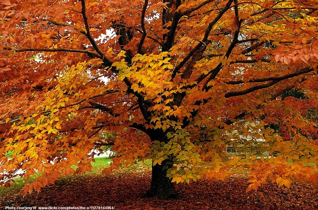 AutumnTrees-001-110117.jpg