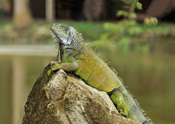 green-iguana-563x400.jpg