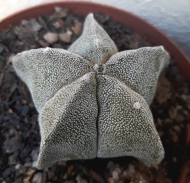 astrrophytum bud.jpg