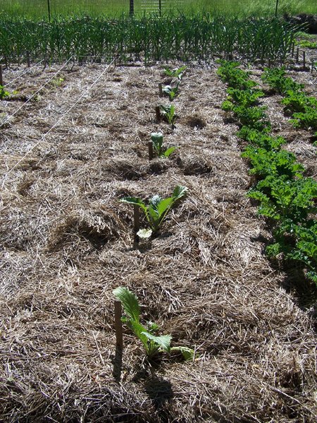 Big garden - artichokes crop June 2018.jpg